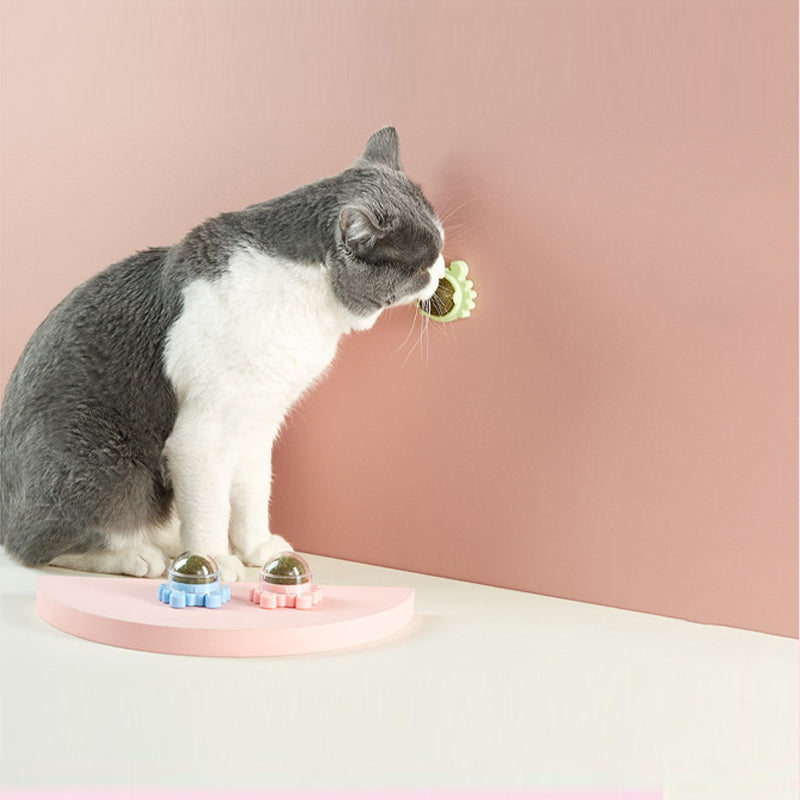 Kissanminttu seinäpallo syötävät kissanlelut