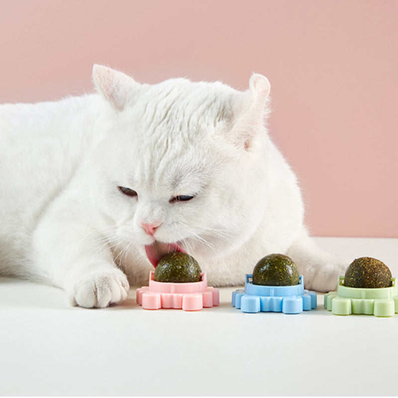 Kissanminttu seinäpallo syötävät kissanlelut