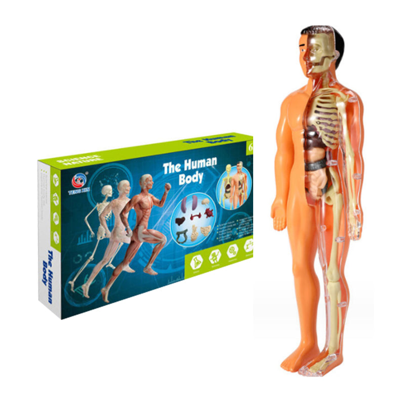 3D Anatomiakalvosinmalli lelu