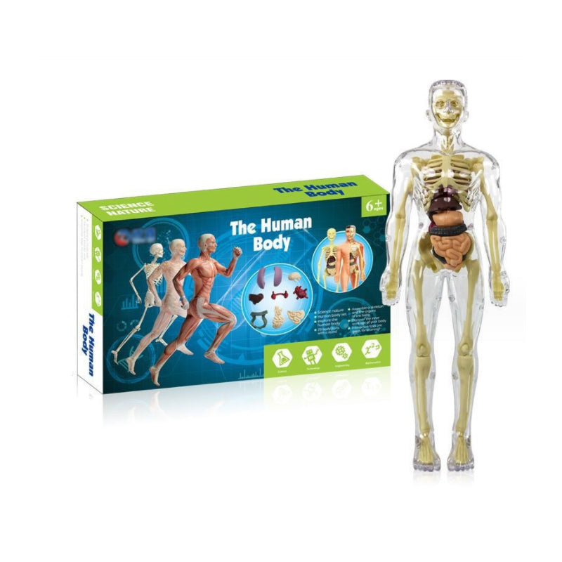 3D Anatomiakalvosinmalli lelu