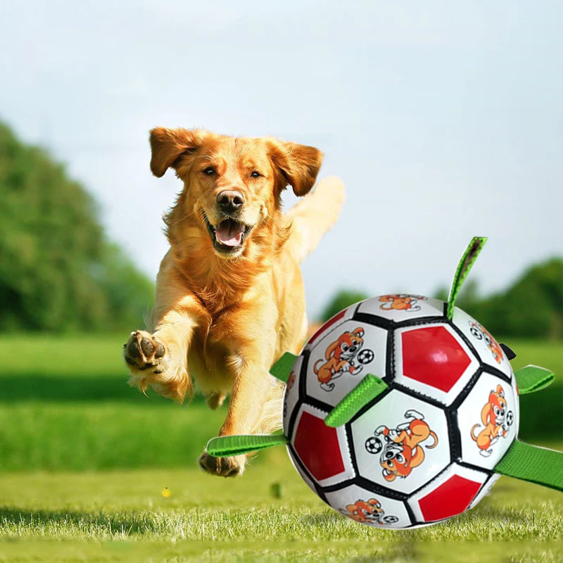 Koiran jalkapallolelu
