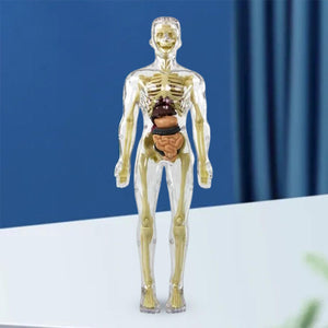 3D Anatomiakalvosinmalli lelu