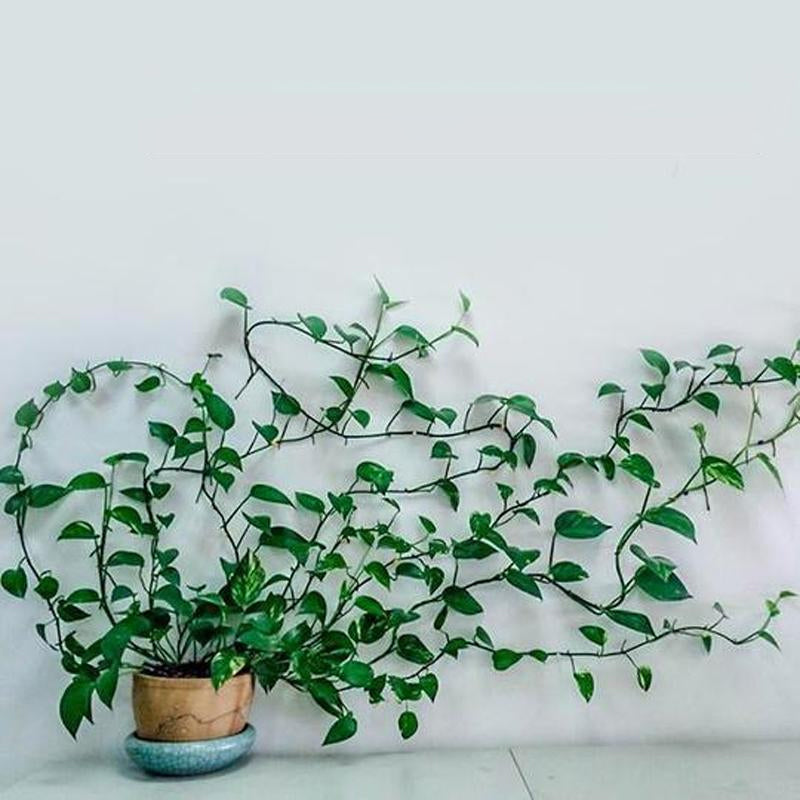 Plant Climbing Wall Clip