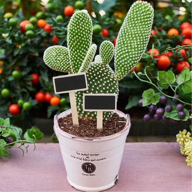 Mini-liitutaulu -kasvimerkit 20kpl
